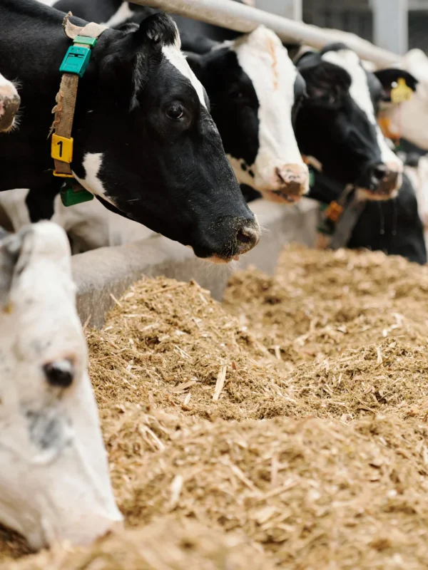 row-of-purebred-milk-cows-eating-livestock-feed-in-2021-09-24-03-27-49-utc